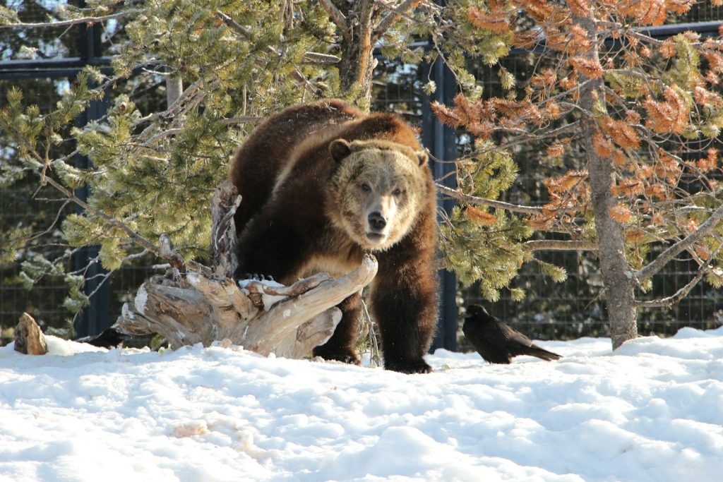 West Yellowstone